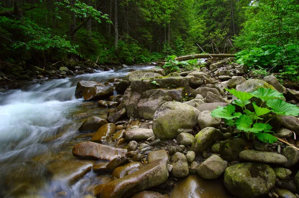 Гірська річка в зелений ліс — стокове фото