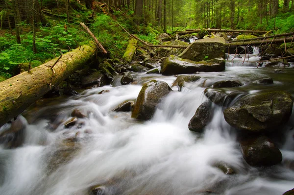 Yeşil ormandaki nehir dağ