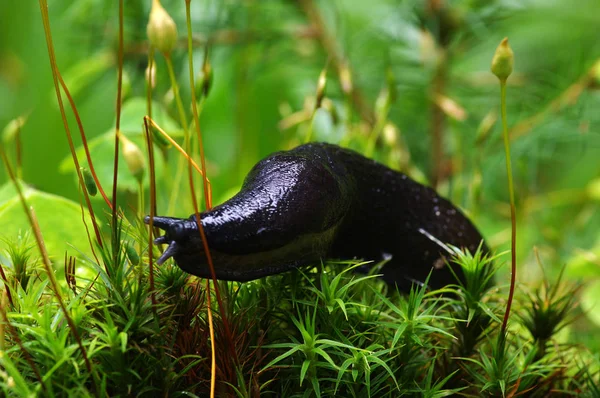 Slug in forest — Stock Photo, Image
