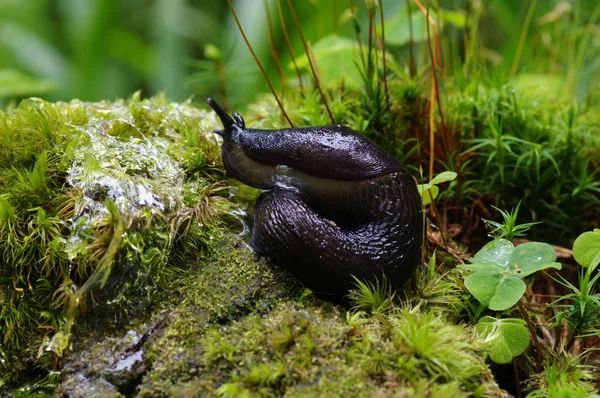 Snigel i skogen — Stockfoto