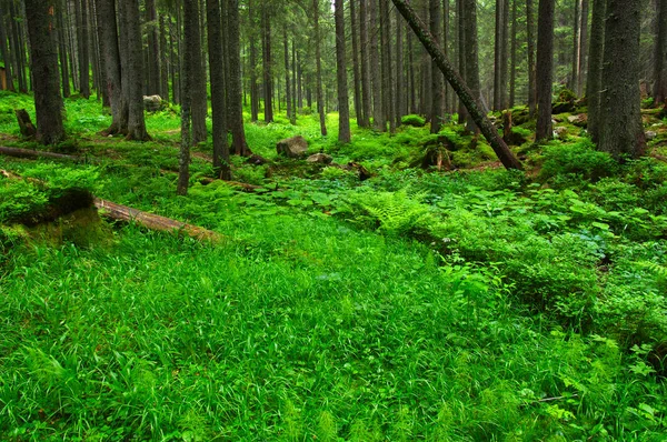 Árboles en el bosque — Foto de Stock