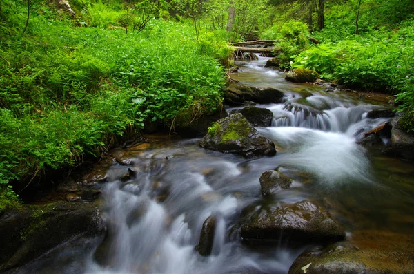 Arroyo en la madera — Foto de Stock