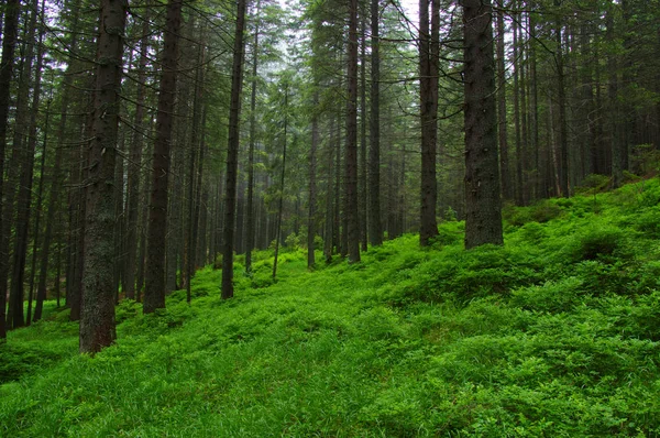 Pohon-pohon di hutan — Stok Foto