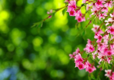 Bahar çiçeği yumuşak ile arka plan bulanıklık