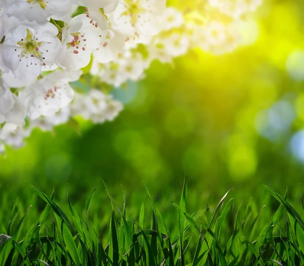Весняний цвіт з м'яким розмитим фоном — стокове фото