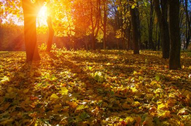  tarih Pzr sonbahar ağaçlar