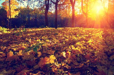  tarih Pzr sonbahar ağaçlar