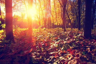  tarih Pzr sonbahar ağaçlar