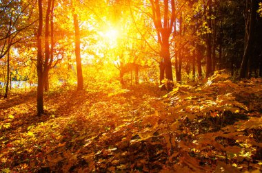  tarih Pzr sonbahar ağaçlar