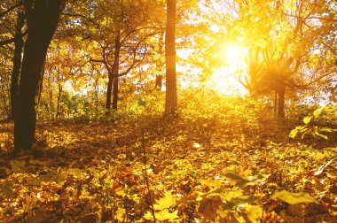  tarih Pzr sonbahar ağaçlar