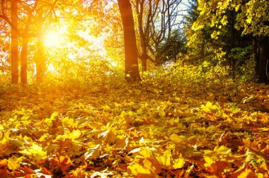  tarih Pzr sonbahar ağaçlar