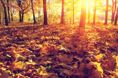  tarih Pzr sonbahar ağaçlar