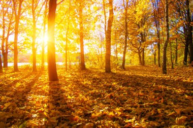  tarih Pzr sonbahar ağaçlar