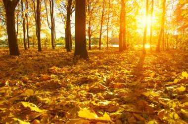  tarih Pzr sonbahar ağaçlar