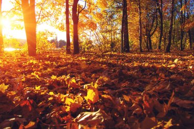  tarih Pzr sonbahar ağaçlar