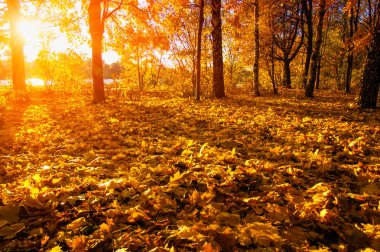  tarih Pzr sonbahar ağaçlar