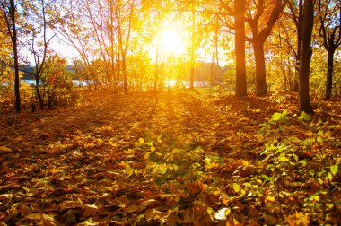  tarih Pzr sonbahar ağaçlar