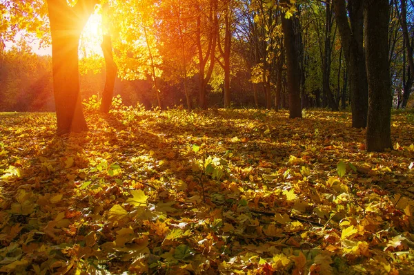  tarih Pzr sonbahar ağaçlar