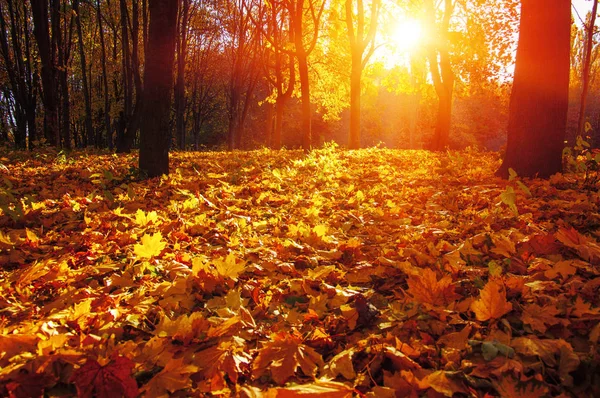  tarih Pzr sonbahar ağaçlar