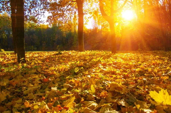 太陽の紅葉 — ストック写真