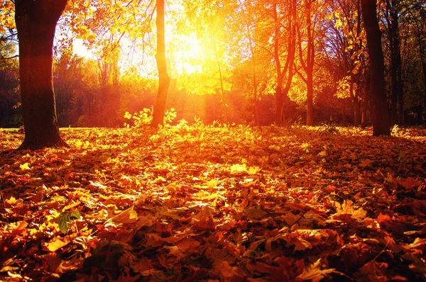 Podzimní stromy na slunci — Stock fotografie