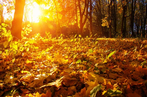  tarih Pzr sonbahar ağaçlar