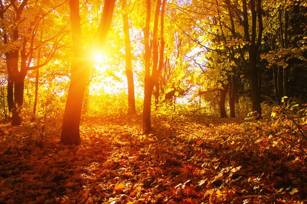  tarih Pzr sonbahar ağaçlar