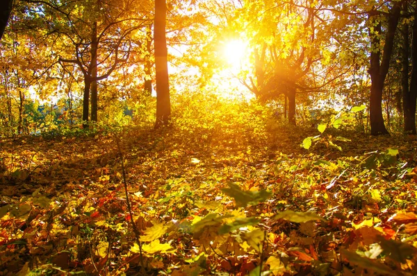 太陽の紅葉 — ストック写真