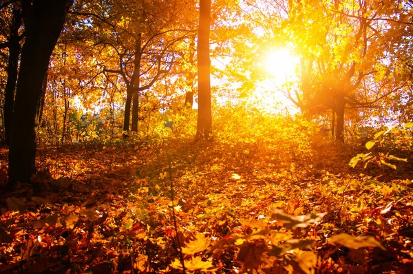  tarih Pzr sonbahar ağaçlar