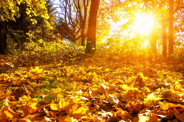  tarih Pzr sonbahar ağaçlar