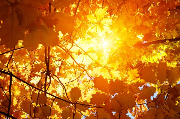 Feuilles d'automne au soleil — Photo