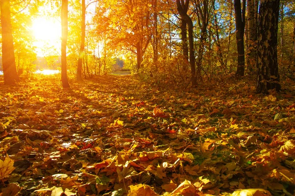 Árvores de outono no sol — Fotografia de Stock