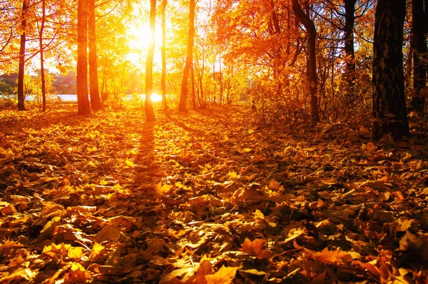  tarih Pzr sonbahar ağaçlar