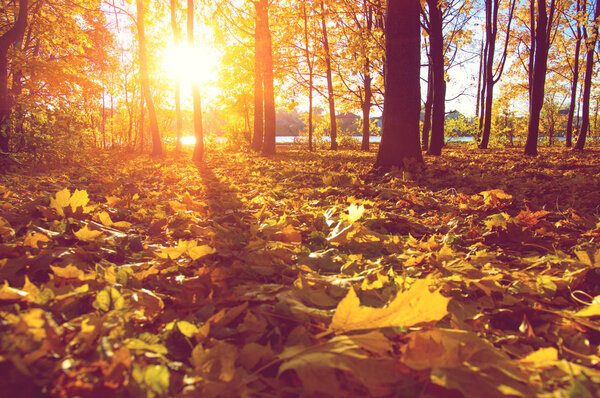  autumn trees on sun