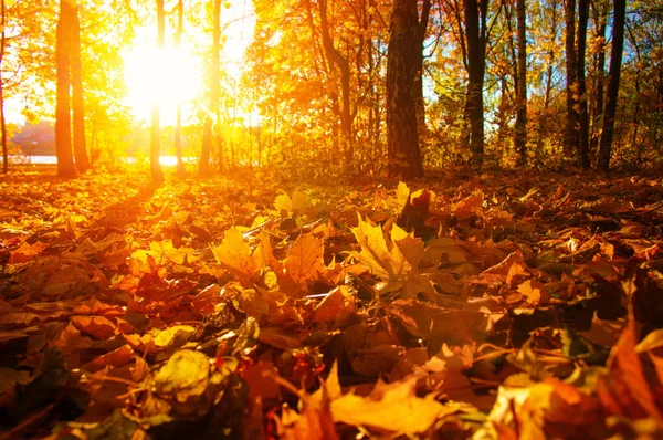 Arbres d'automne sur le soleil — Photo