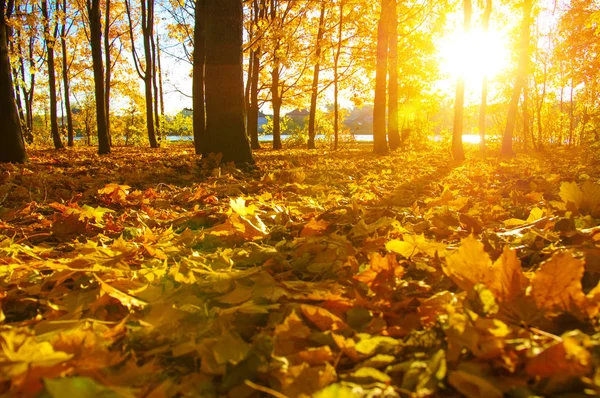 太陽の紅葉 — ストック写真