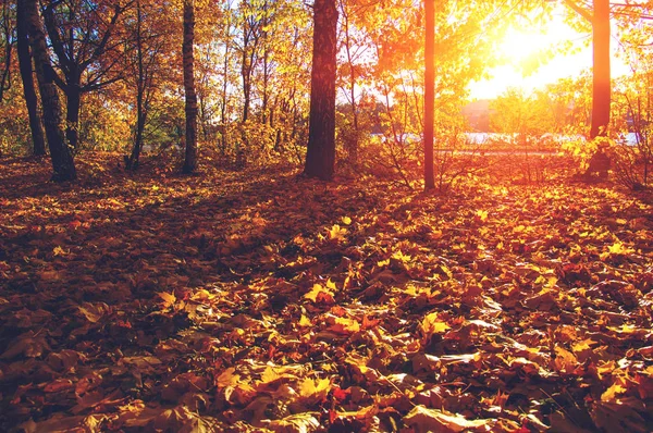  tarih Pzr sonbahar ağaçlar