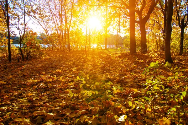  tarih Pzr sonbahar ağaçlar