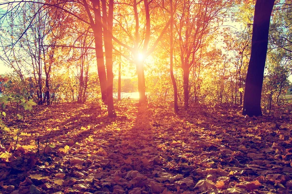  tarih Pzr sonbahar ağaçlar