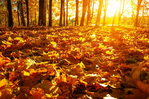  tarih Pzr sonbahar ağaçlar