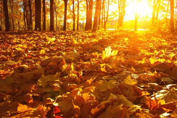  tarih Pzr sonbahar ağaçlar