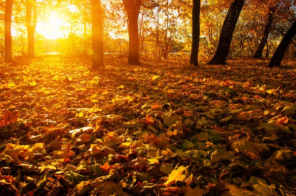  tarih Pzr sonbahar ağaçlar