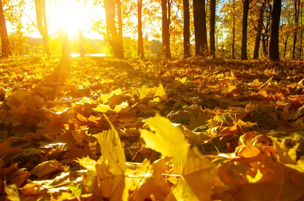 Arbres d'automne sur le soleil Images De Stock Libres De Droits