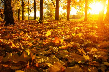  tarih Pzr sonbahar ağaçlar