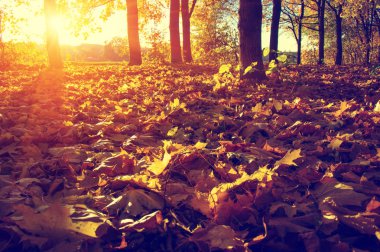  tarih Pzr sonbahar ağaçlar