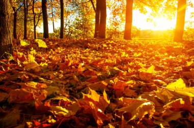  tarih Pzr sonbahar ağaçlar