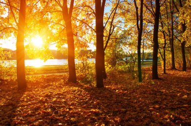  tarih Pzr sonbahar ağaçlar