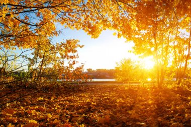  tarih Pzr sonbahar ağaçlar