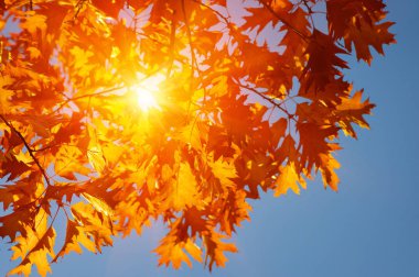  Sonbahar yaprakları güneşte