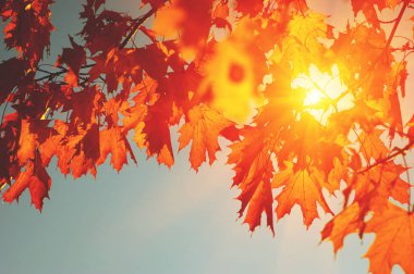  Sonbahar yaprakları güneşte